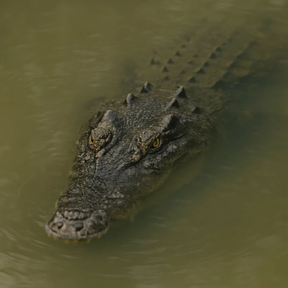 deadliest aquatic creatures found in coastal waters