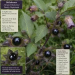 A detailed view of the dark purple belladonna plant and its toxic berries